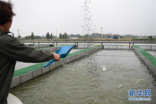 浙江湖州 跑道養(yǎng)魚新變革，畜牧漁業(yè)飼料銷售迎契機